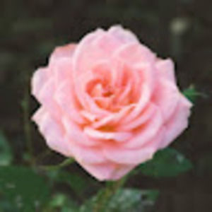 Meet your Posher, Helena